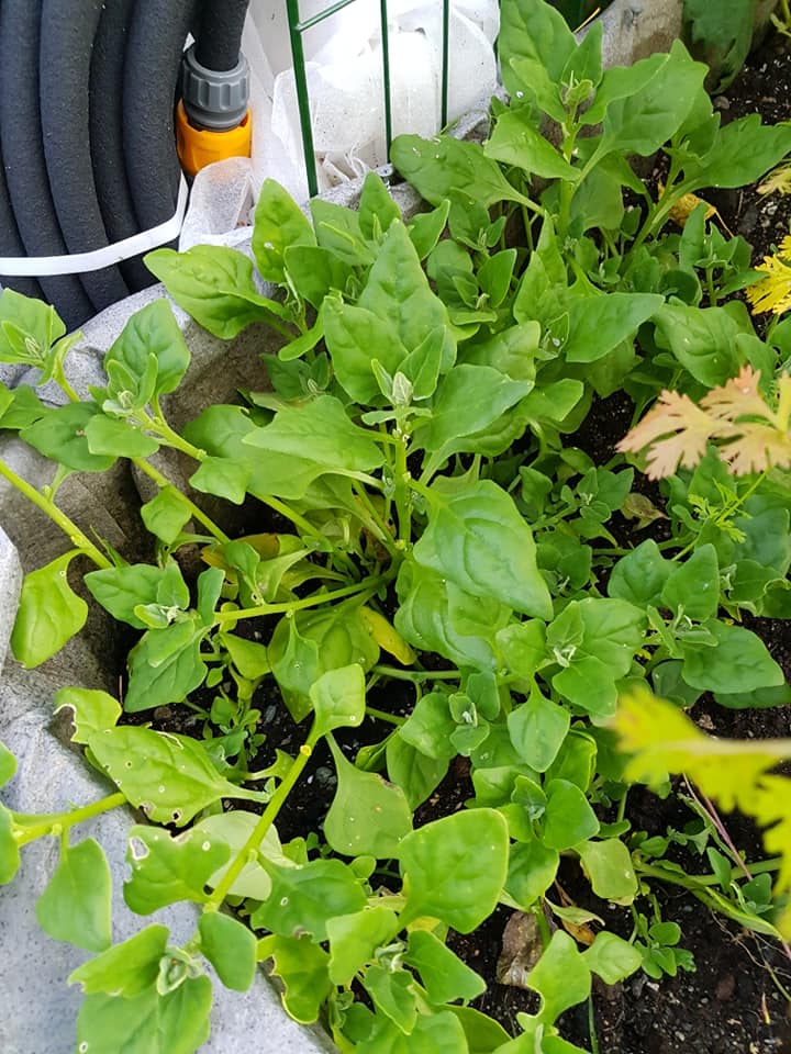 70126978_3553495964676197_6478513585361256448_n (1)