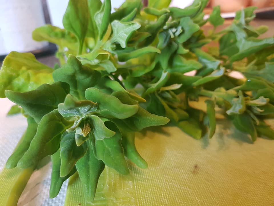 70241081_3553337944691999_514865488145154048_n (1)