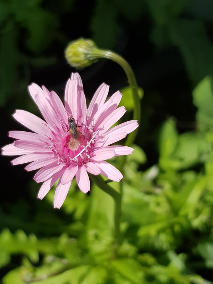 70247576_3546856095340184_1912633281476558848_n