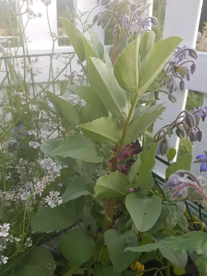 70294697_3559261387432988_5609622438452133888_n