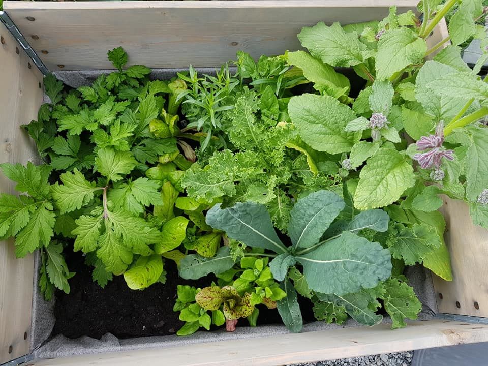 70437163_3553444628014664_8243238329286393856_n