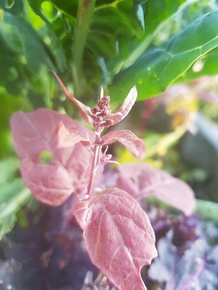 70583780_3562262560466204_2020913564537061376_n