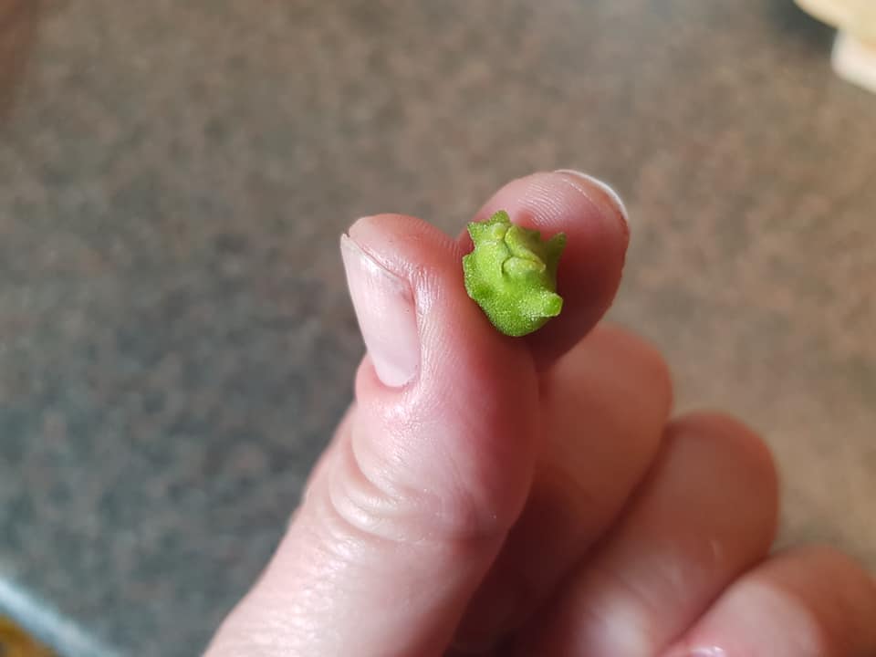 70774993_3553337561358704_5404197524233781248_n (1)