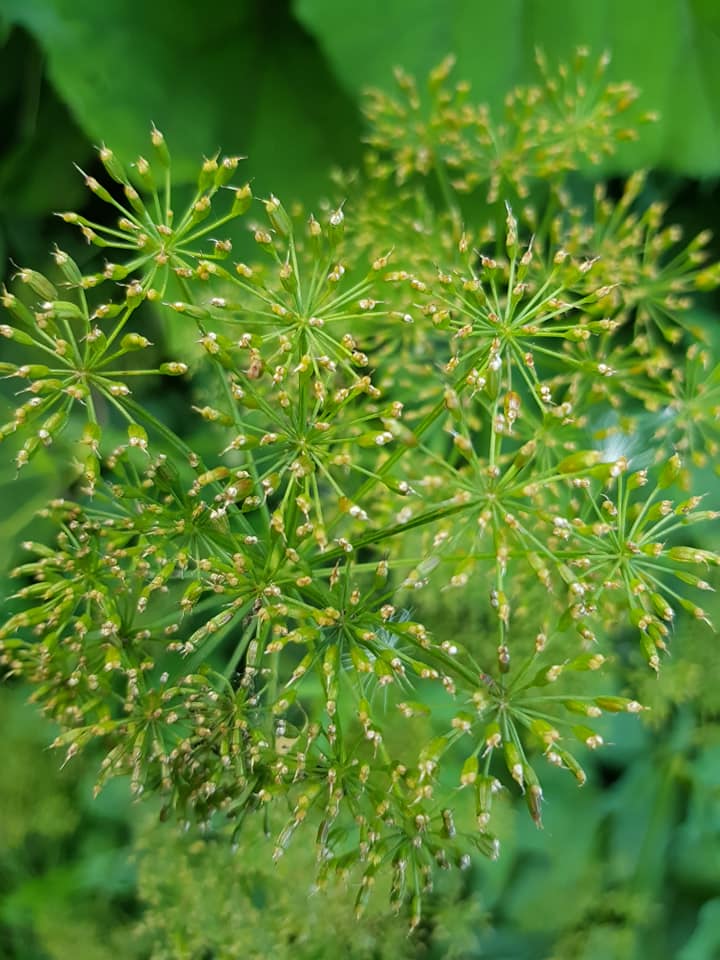 71025421_3568468549845605_922340331280662528_n