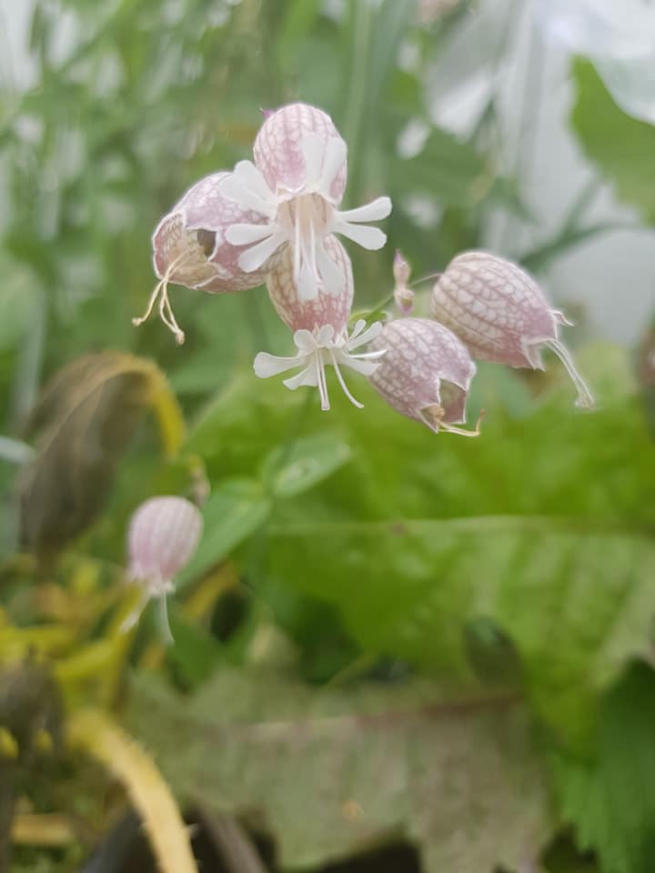 71026739_3562262470466213_3502884092922298368_n