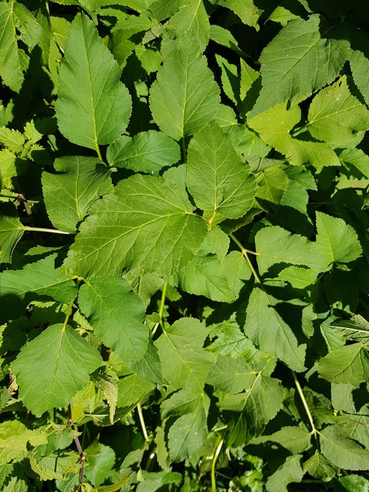 71260653_3568468263178967_5198347240749400064_n