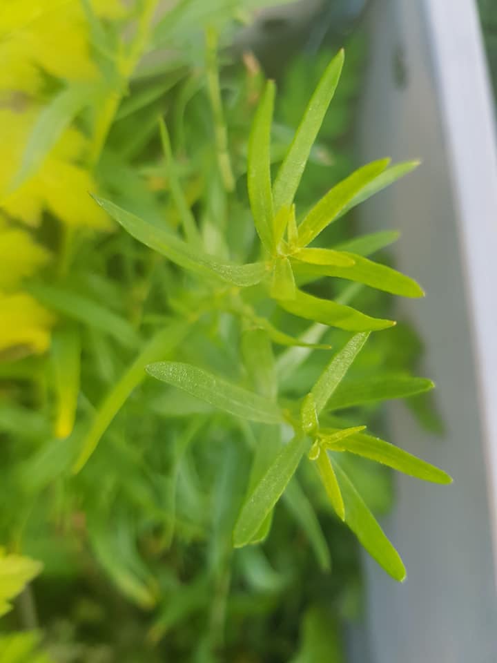 71886473_3562236393802154_3484374858345742336_n