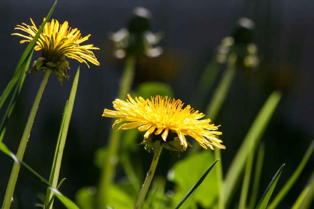 flowers summer yellow plant