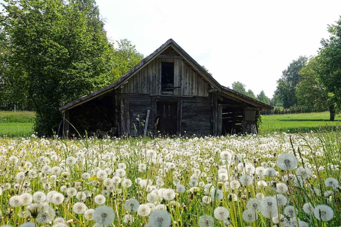 gray shed on white and green field near trees during daytime